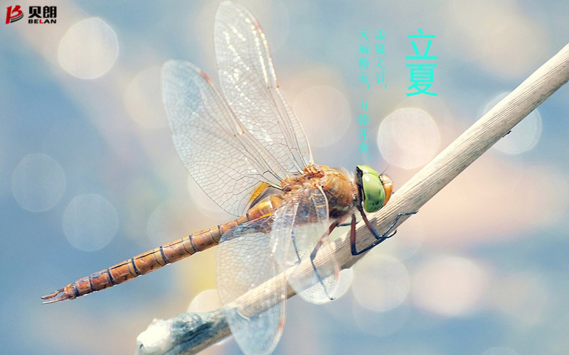 立夏啦！立夏啦！